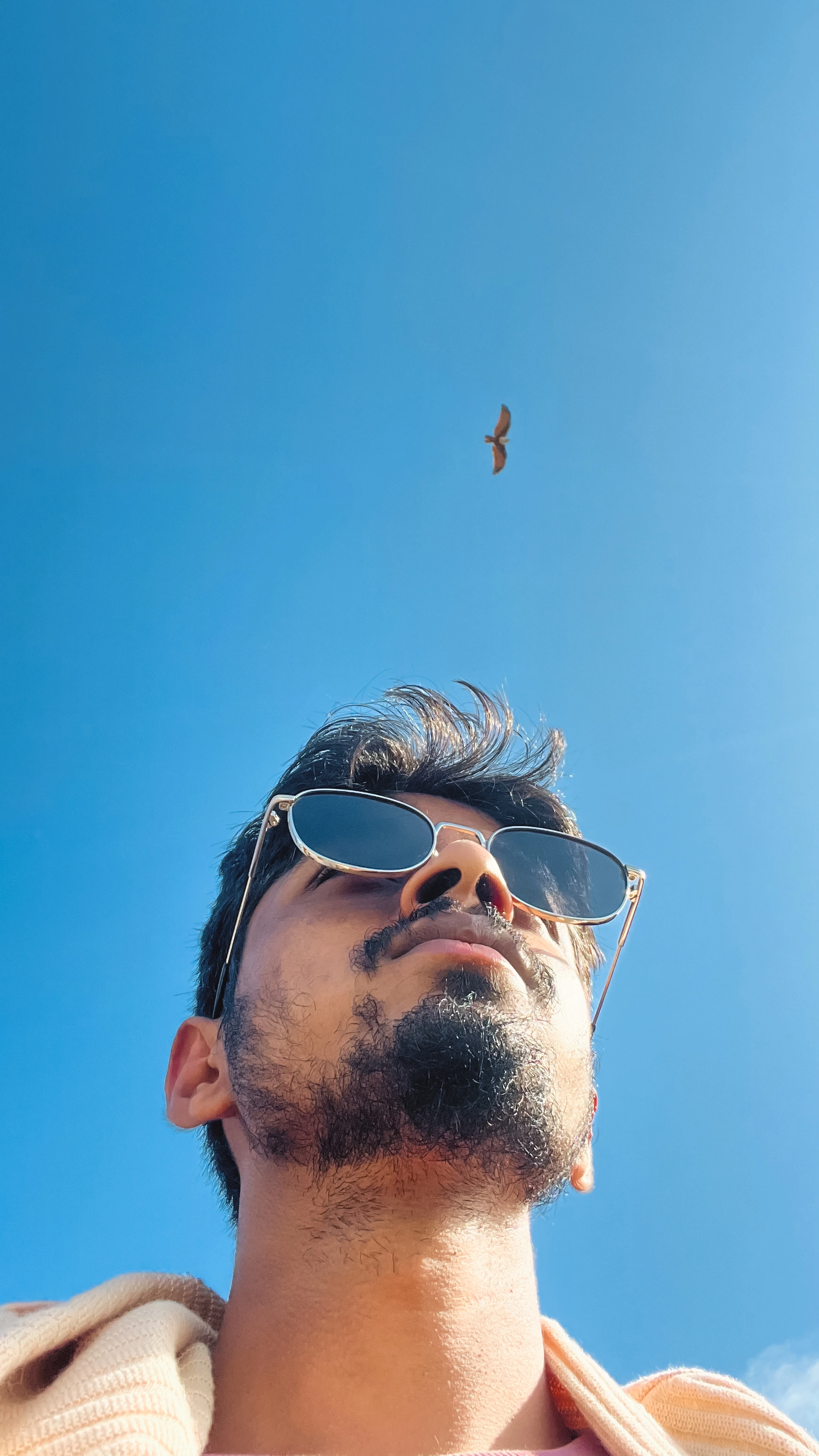 A bird of prey circling overhead, shot from a low angle against a clear blue sky